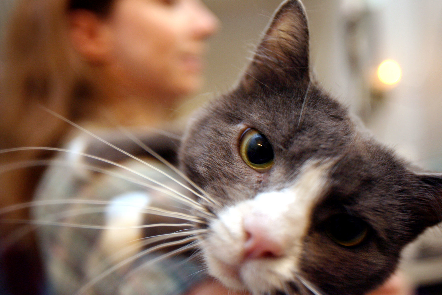 Verona Library Caturday 3